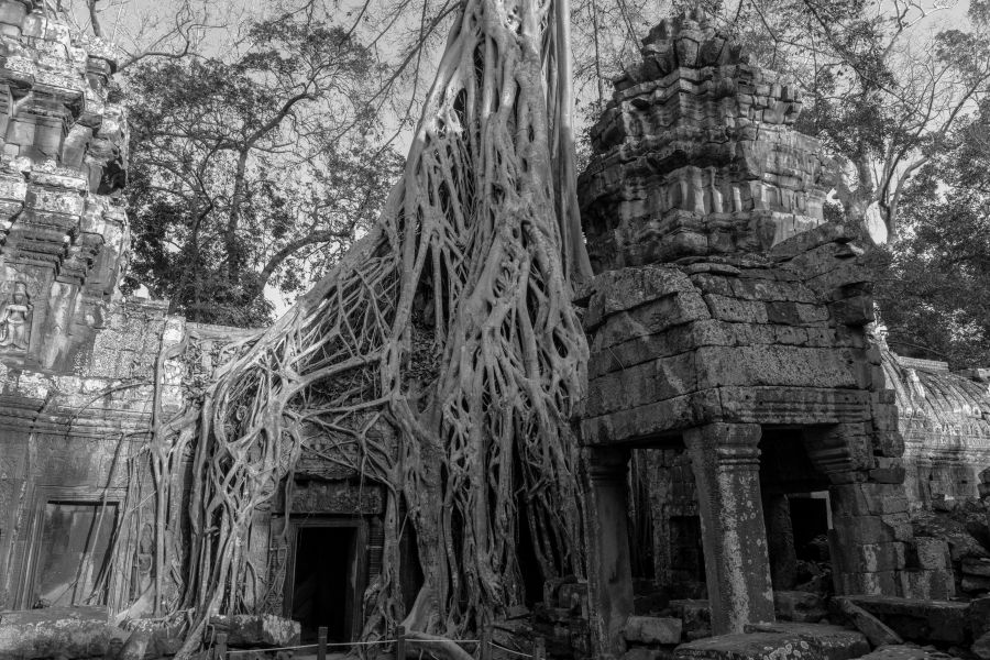 ta prohm-141.jpg